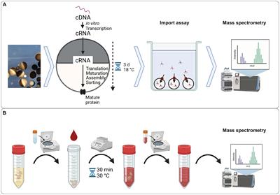 Deorphanizing solute carriers in Saccharomyces cerevisiae for secondary uptake of xenobiotic compounds